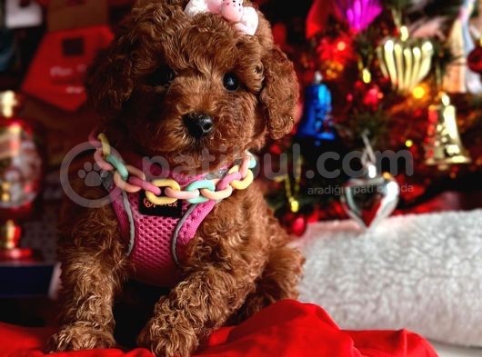 Di̇şi̇ Red Brown Toy Poddle görsel