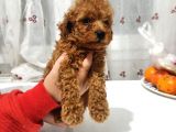 Erkek Ve Dişi Toy Poodle Bebeklerimiz