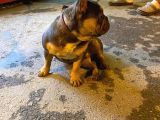 French Bulldog Blutan