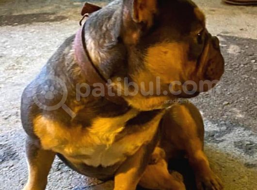 French Bulldog Blutan görsel