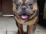 French Bulldog Blutan