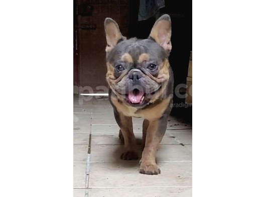 French Bulldog Blutan görsel