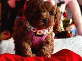 Orjinal Toy Poodle