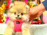 Teacup Orange Di̇şi̇ Pomerani̇an