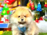 Teddy Bear Pomeranian
