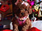 Di̇şi̇ Red Brown Toy Poddle