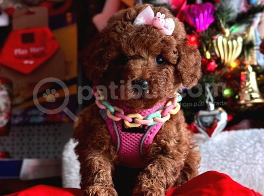 Di̇şi̇ Red Brown Toy Poddle