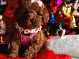 Orjinal Toy Poodle
