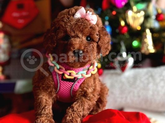Orjinal Toy Poodle görsel