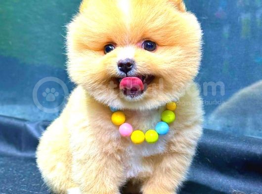 Party Colour Erkek Pomerani̇an görsel