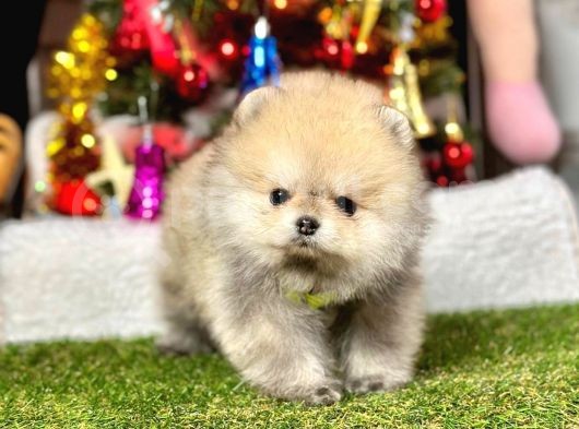 Ayi Suratli Pomerani̇an Boo Yavrularimiz görsel