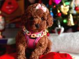Di̇şi̇ Red Brown Toy Poddle