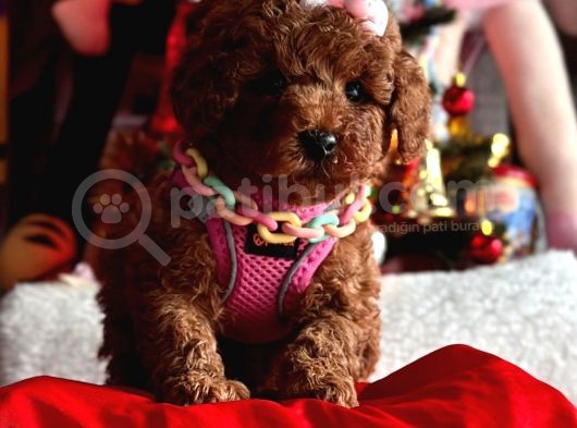 Di̇şi̇ Red Brown Toy Poddle görsel