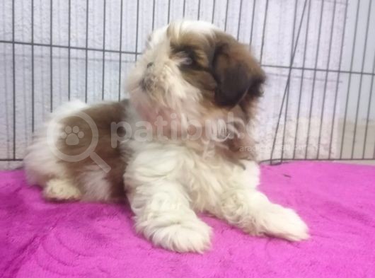 Kusursuz Anatomide Shihtzu görsel