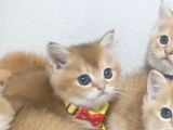 Üst Düzey  Gen Hatti Golden Bebekler
