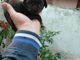 Pug Mops Si̇fi̇r Burun Gül Kuyruk Yavrular