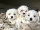 Tüy Dökmeyen Maltese Mini Yavrular
