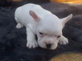 French Bulldog Bebekler