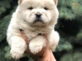 Orjinal Chow Chow