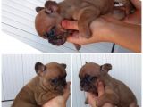 French Bulldog Bebekler