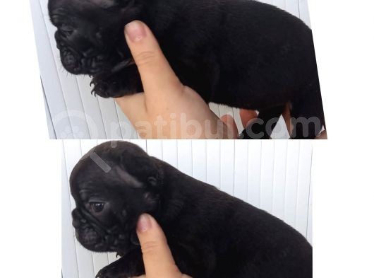 French Bulldog Bebekler görsel