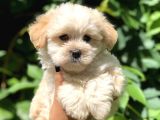 Babyface Maltıpoo
