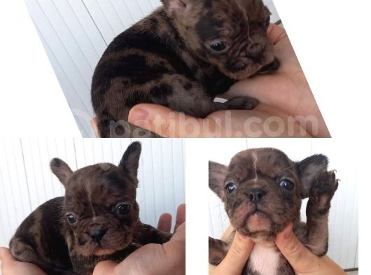 French Bulldog Bebekler