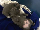 French Bulldog Bebekler