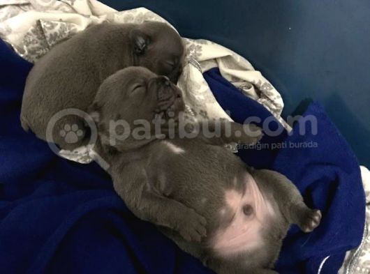 French Bulldog Bebekler görsel