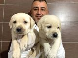 Mükemmel Kalitede Labrador Yavruları