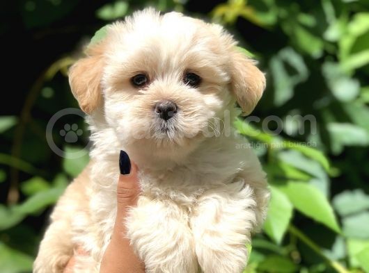 Babyface Maltıpoo