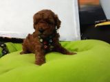 Toy Poodle Yavrular