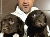 Mükemmel Kalitede Labrador Yavruları