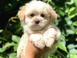 Babyface Maltıpoo