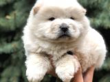 Minik Aslanlar Maltipoo