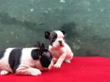 A Kalite French Buldog Yavrular
