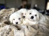 Tüy Dökmeyen Maltese Mini Yavrular