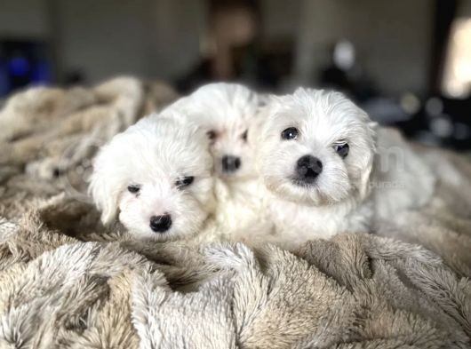 Tüy Dökmeyen Maltese Mini Yavrular görsel