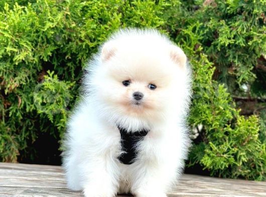 Safkan Pomeranian Boo Yavrularımız