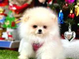 Safkan Pomeranian Boo Yavrularımız