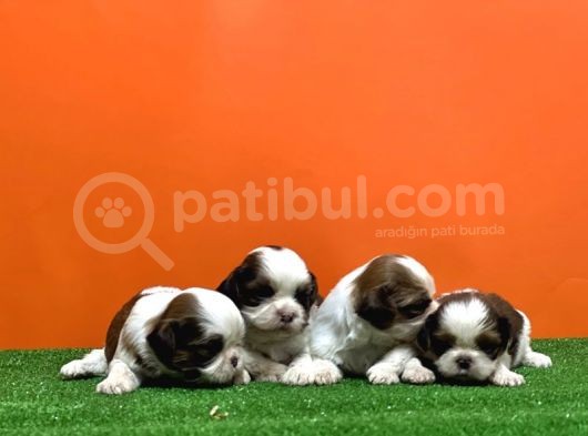 Resmi̇ Üreti̇ci̇den Shi̇h Tzu Yavrular görsel