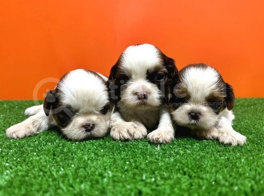 Resmi̇ Üreti̇ci̇den Shi̇h Tzu Yavrular görsel