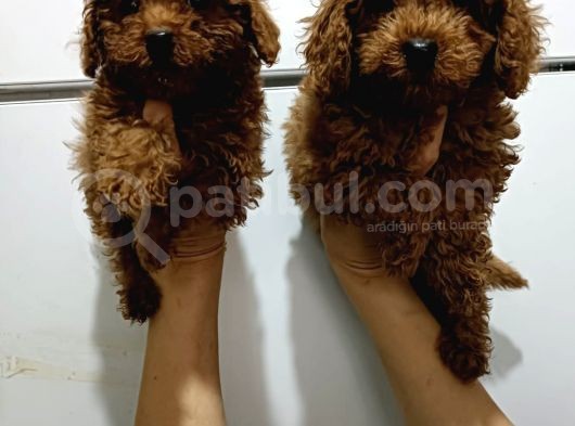 Kore Toy Poodle Yavrularımız görsel