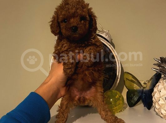 Sağlık Ve Irk Garantili Poodle Bebeklerimiz