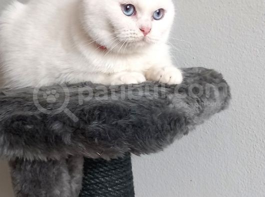Sağlıklı Oyuncu Bebeklerimiz Sizleri Bekliyor görsel