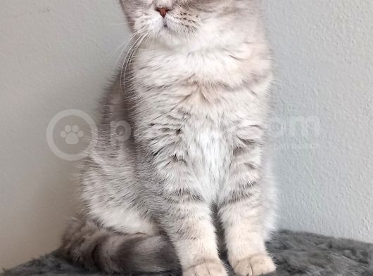 Sağlıklı Oyuncu Bebeklerimiz Sizleri Bekliyor görsel