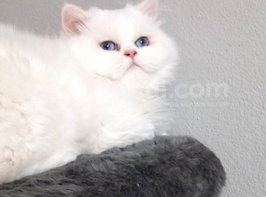 Sağlıklı Oyuncu Bebeklerimiz Sizleri Bekliyor görsel