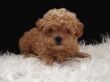 Teacup Maltipoo Yavrularımız