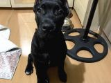4 Aylık Erkek Cane Corso
