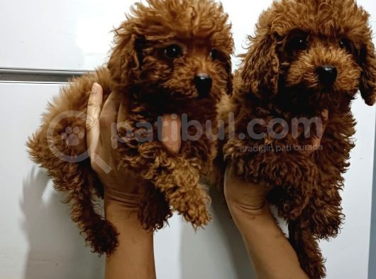 Kore Toy Poodle Yavrularımız görsel